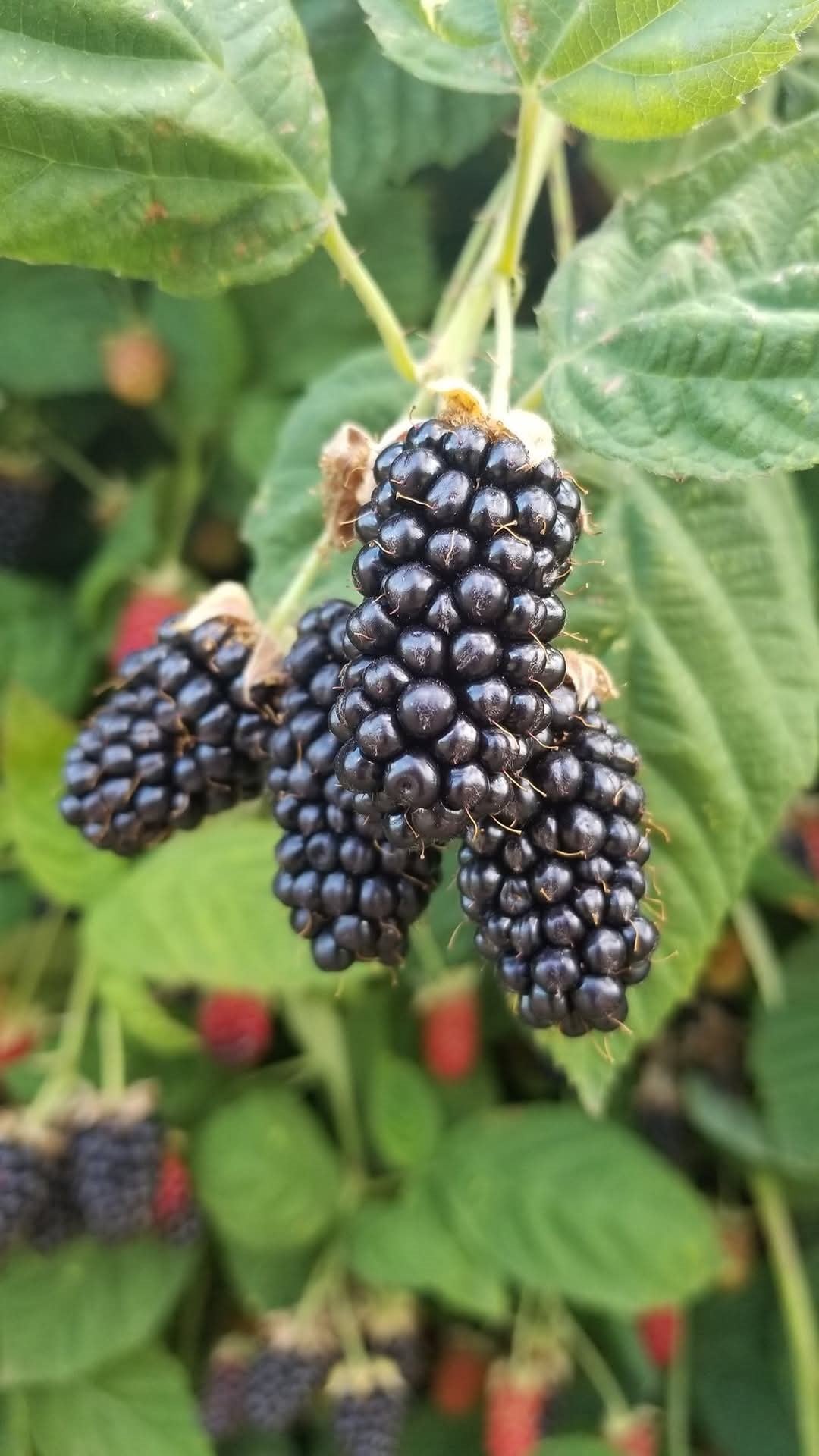 Townsend Farm Market